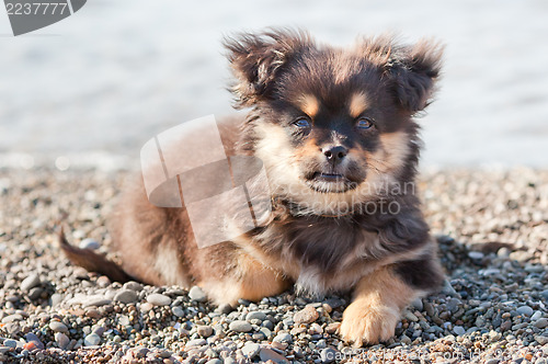 Image of Pretty puppy on the beach
