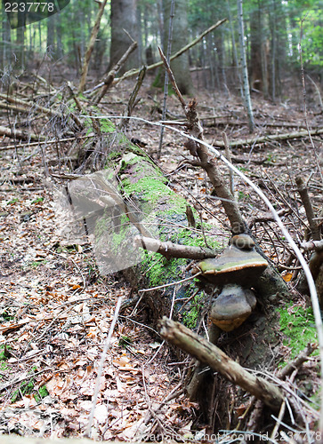 Image of Dead spruce tree trunk