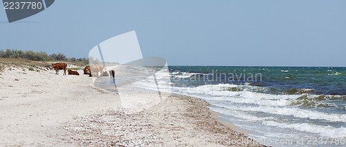 Image of Cows on a beach