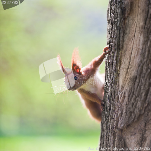 Image of Orange squirrel