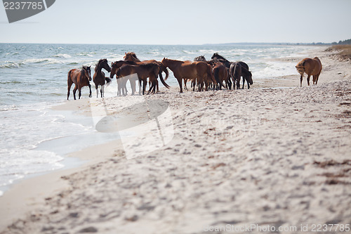 Image of Wild horses on the beach