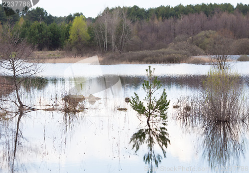 Image of Flood in the forest