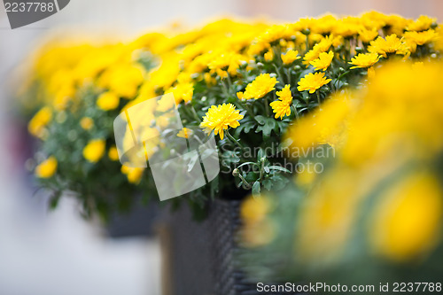Image of Beautiful yellow chrysanthemums flowers