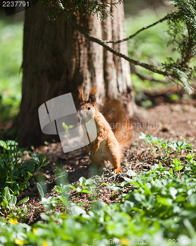 Image of Standing squirrel