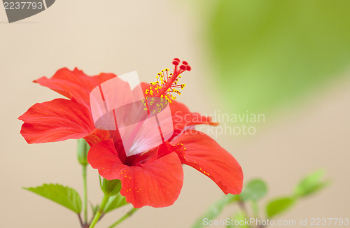 Image of Red hibiscus flower