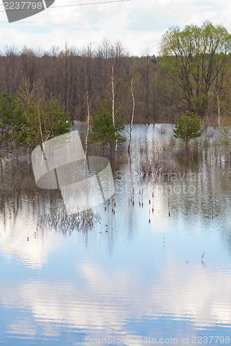 Image of Trees in the water