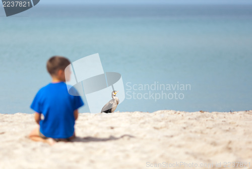 Image of Cormorant at the beach