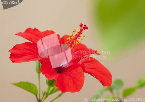 Image of Red hibiscus flower