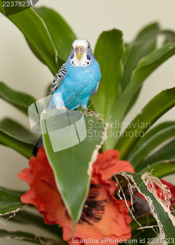 Image of Blue budgie