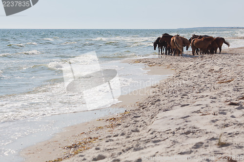 Image of Wild horses on the beach