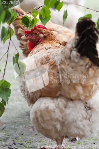 Image of Beige hen