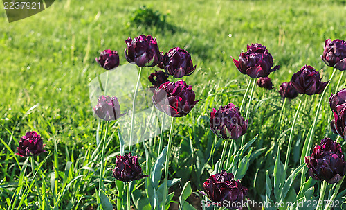 Image of Tulips