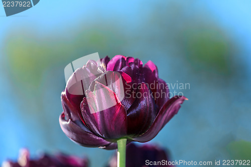 Image of Flowering Black Tulip