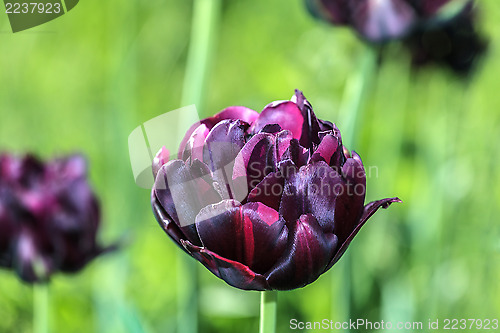 Image of Blooming tulip