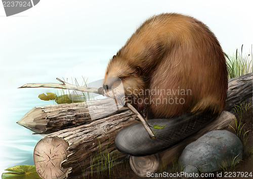 Image of Illustration of beaver sitting on a log