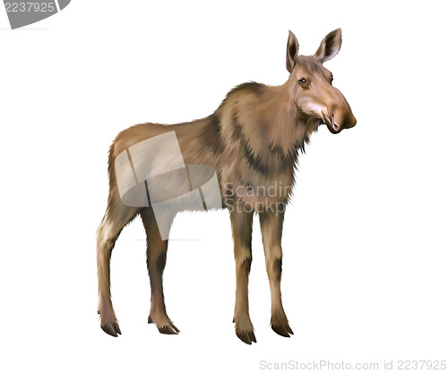 Image of Adult moose without horns, Isolated on white