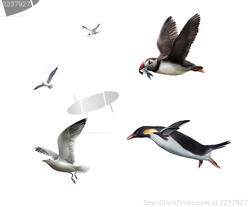 Image of Flying birds: seagull, puffinn, penguin