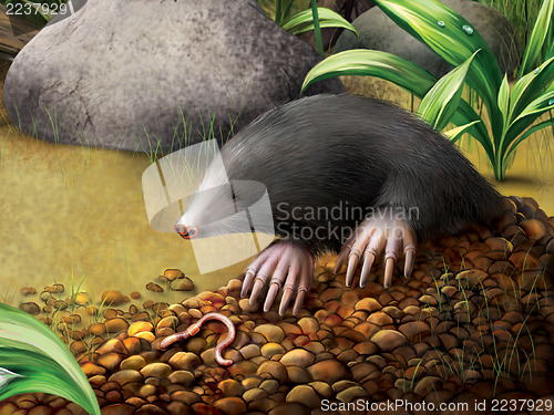 Image of European Mole in molehill, Talpa europaea.