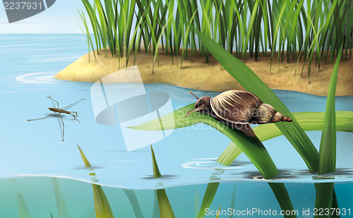 Image of River scene: snail on grass, lake water