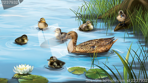 Image of Water birds, ducks and ducklings in the water