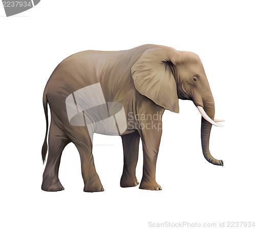 Image of Large male African Elephant