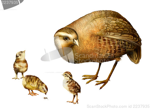 Image of Grey Partridge, Perdix perdix, little chicks, Isolated on white