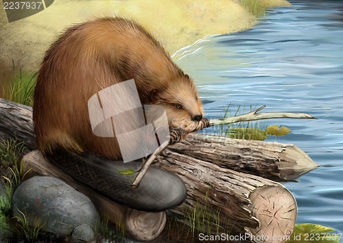 Image of Illustration of beaver sitting on a log