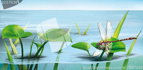 Image of River scene: dragonfly on water grass, lake water