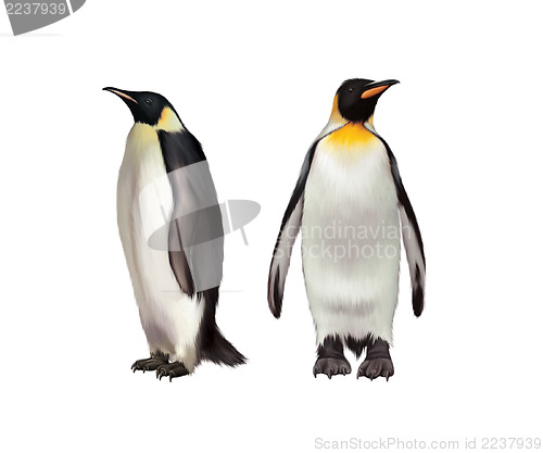 Image of King Penguin, Gentoo and emperor penguin