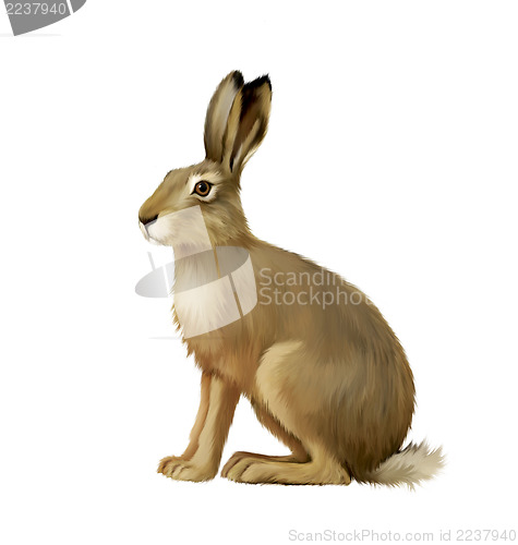 Image of Sitting hare, cute easter bunny