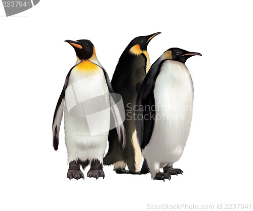 Image of King Penguin, Gentoo and emperor penguin