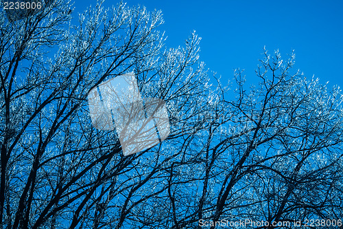 Image of A frost covered decidious forest.