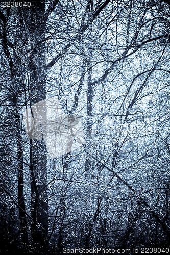 Image of A frost covered decidious forest.
