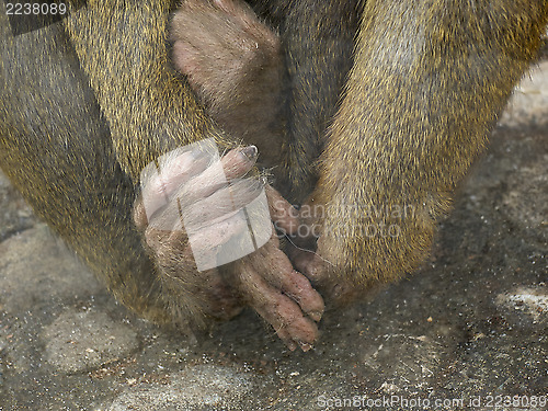 Image of Hands and legs of monkey behind the glass