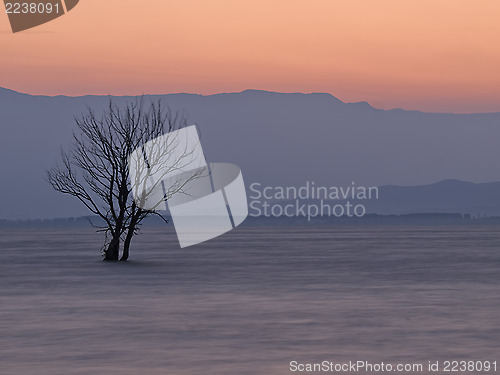 Image of Tree in the lake at dawn