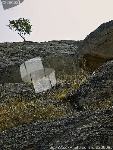 Image of Lonely tree