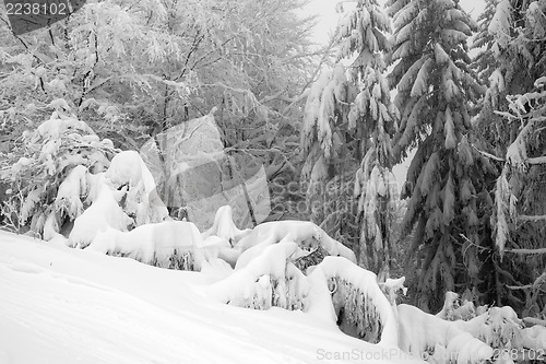 Image of Fresh snow, winter hill