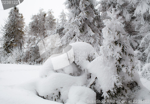Image of Fresh snow, winter trees