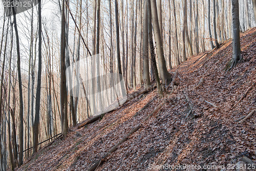 Image of Abandoned forest