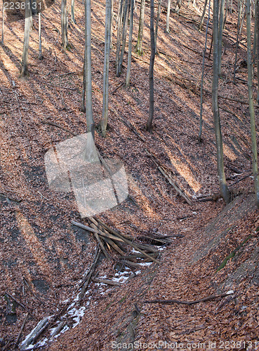 Image of Abandoned forest