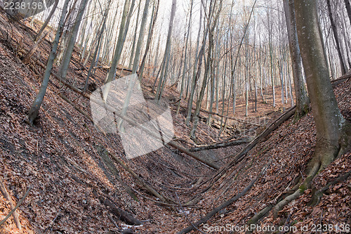 Image of Abandoned forest