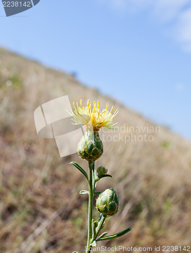 Image of Wild flower