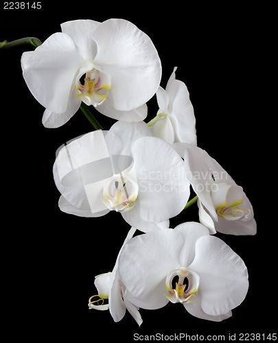 Image of White phalaenopsis