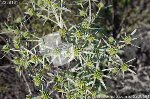 Image of Eryngium campestre