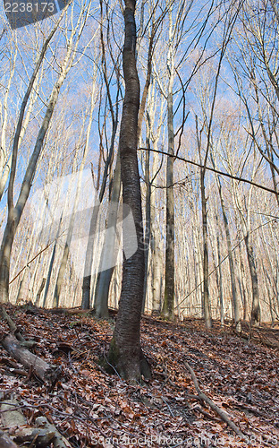 Image of Abandoned forest