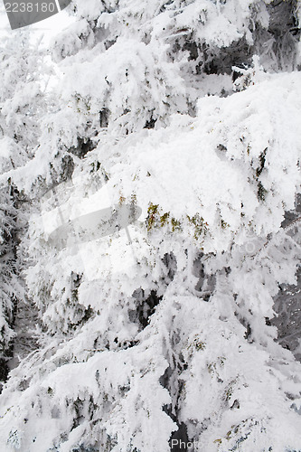 Image of Ice covered pine