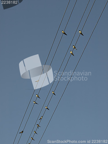 Image of Swallows on power lines