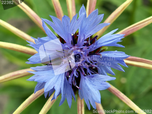 Image of cornflower