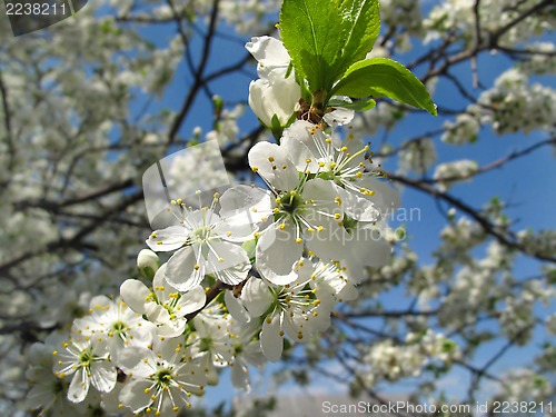 Image of Branch of a flowering fruit tree