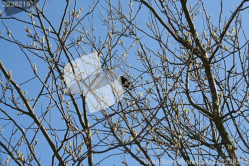 Image of Blackbird giving serenade